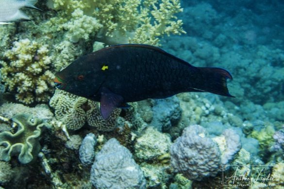 Dusky parrotfish (Scarus niger)