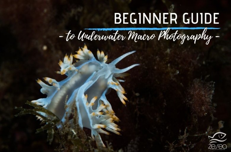 beginner-guide-to-underwater-macro-photography Beginner guide to underwater macro photography