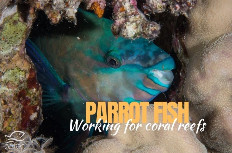 Parrot fish, working for coral reefs