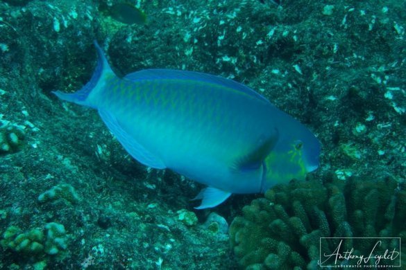 Indian ocean steephead parrotfish (Chlorurus strongylocephalus)