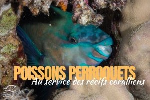 Poissons perroquets au service des récifs coralliens