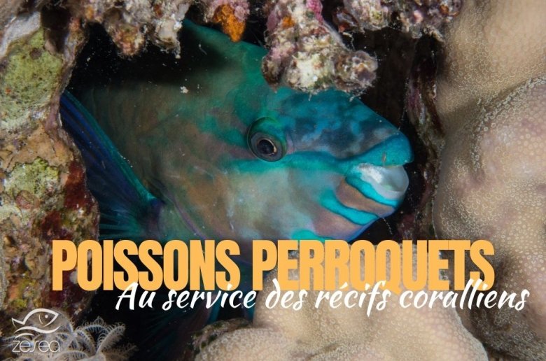 poissons-perroquets-au-service-des-recifs-coralliens Poissons perroquets au service des récifs coralliens
