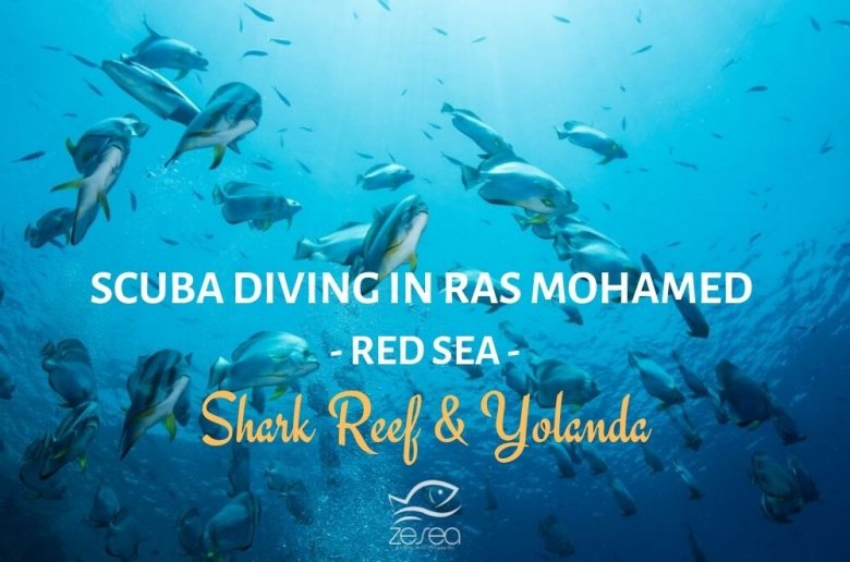 Scuba diving in Ras Mohamed - Red Sea - Shark reef & Yolanda