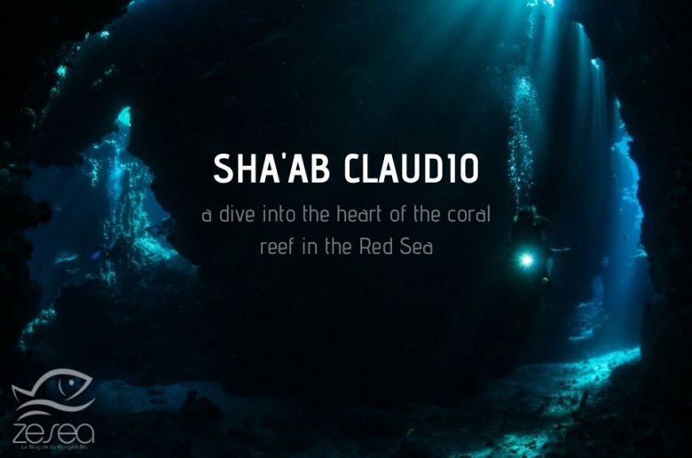 Shaab Claudio a dive into the heart of the coral reef in the Red Sea