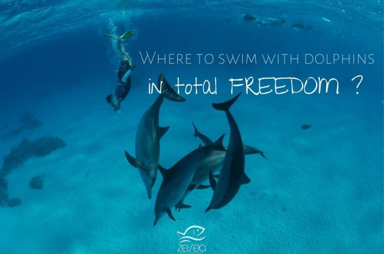 Where to swim with dolphins in total freedom ?