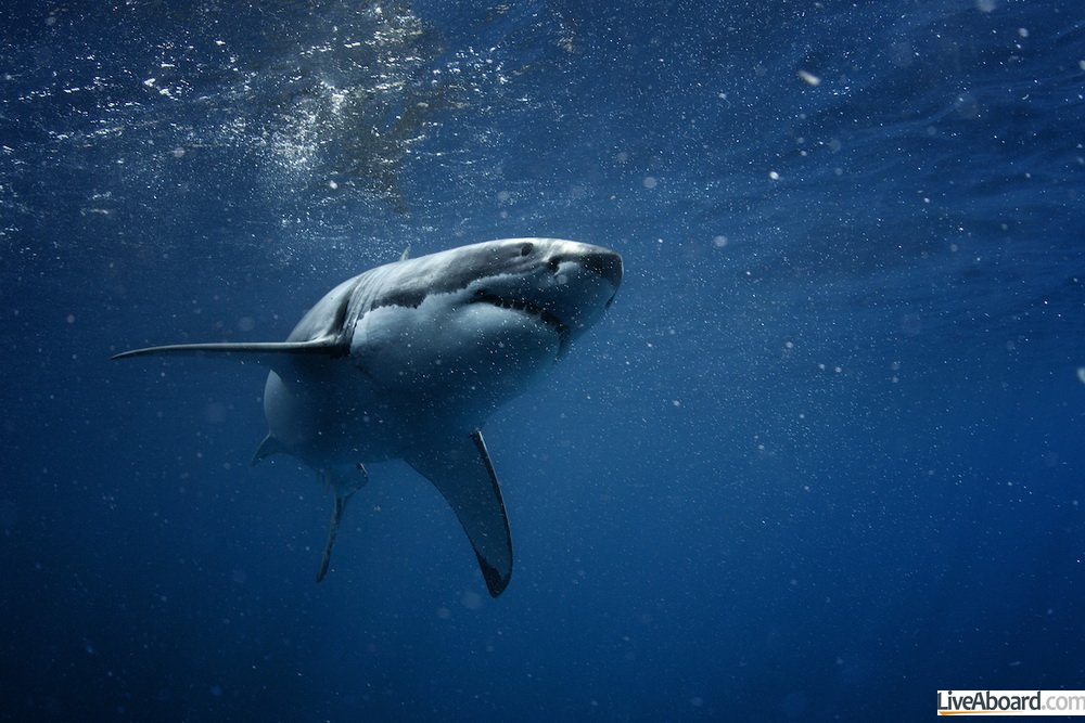 Plonger en octobre à Guadalupe pour voir les requins blancs