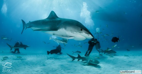 Tiger shark at Tigerbeach, Bahamas