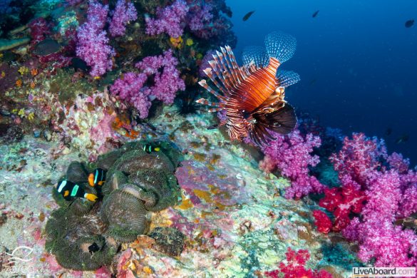 Colorful Lionfish patrolling a tropical coral reef at dusk