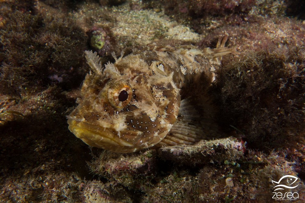 Rascasse brune - Scorpaena porcus