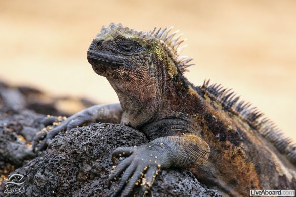 Marine iguana on Santiago Island, Galapagos National Park, Ecuad