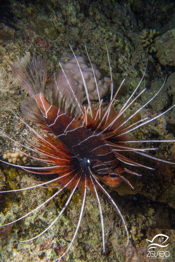 Rascasse volante rayonnée - Pterois radiata