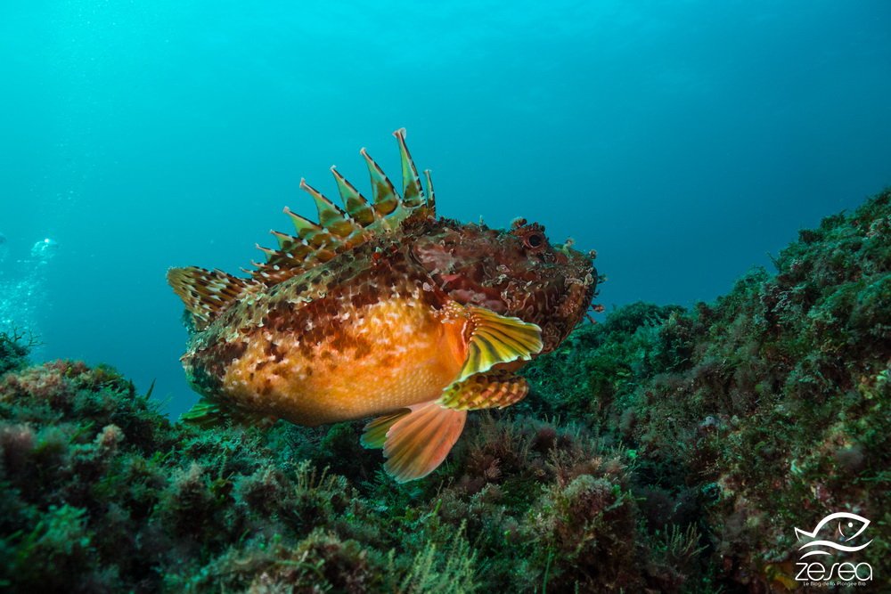 Chapon ou rascasse rouge - Scorpaena scrofa