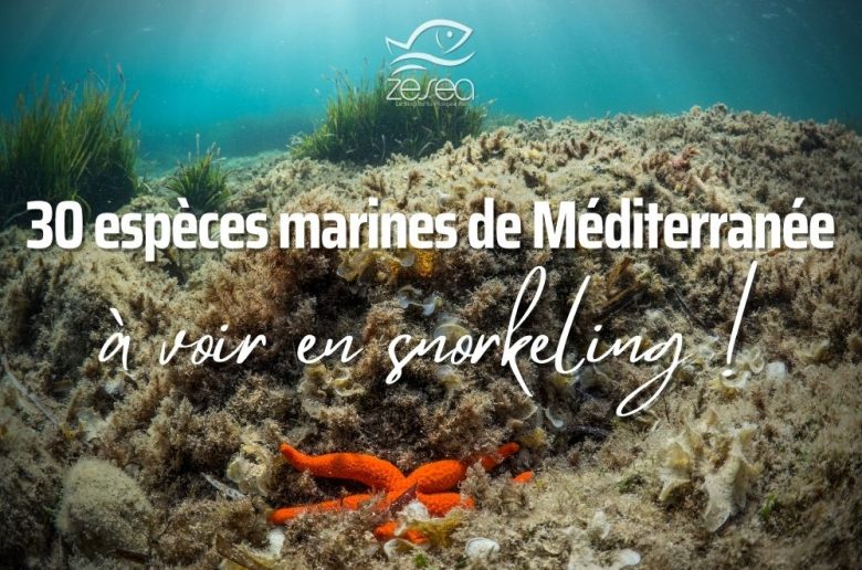espèces marines de méditerranée à voir en snorkeling