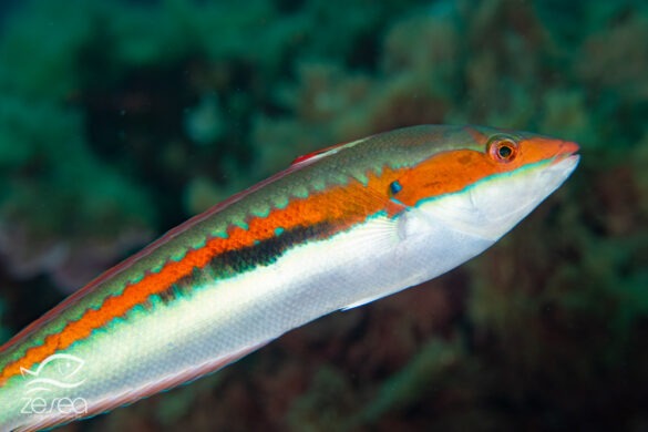 Snorkeling en Méditerranée - la girelle commune