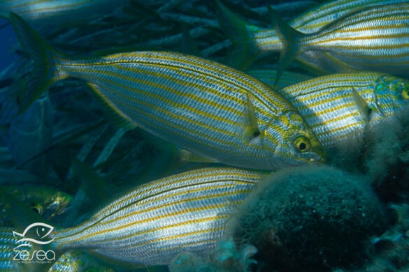 Snorkeling en Méditerranée - la saupe (Sarpa salpa)