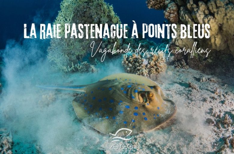 La raie pastenague à points bleus, vagabonde des récifs coralliens