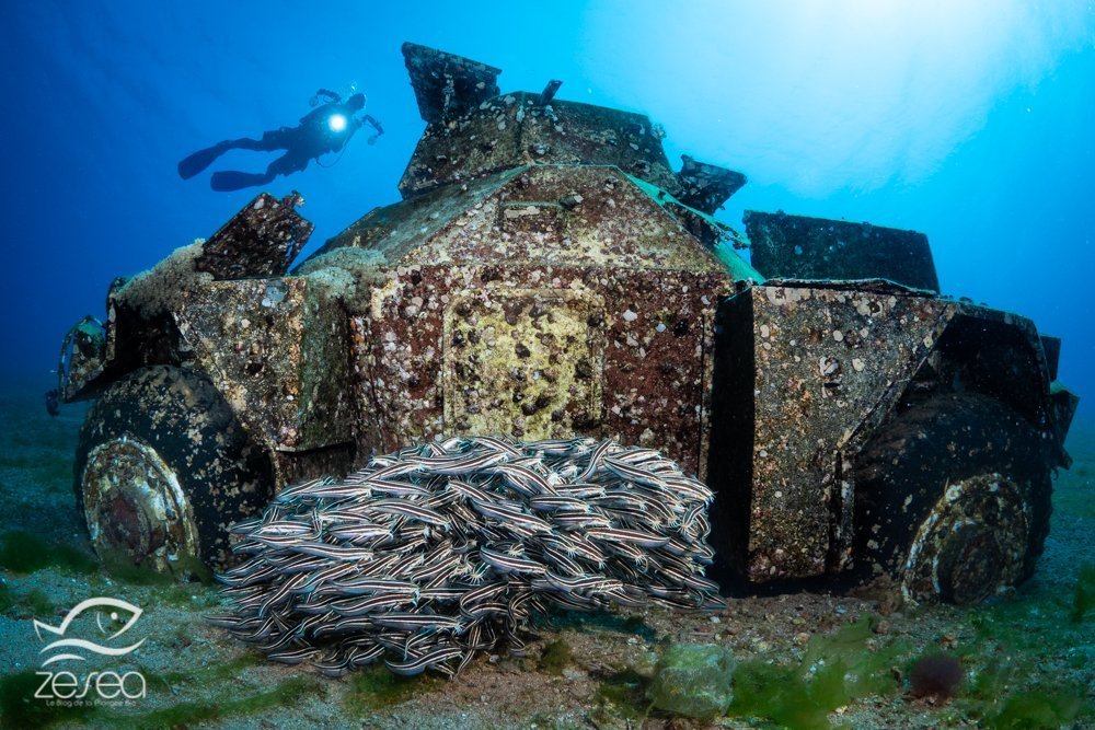 La vie marine a bien colonisé les appareils du Musée militaire sous-marin d'Aqaba
