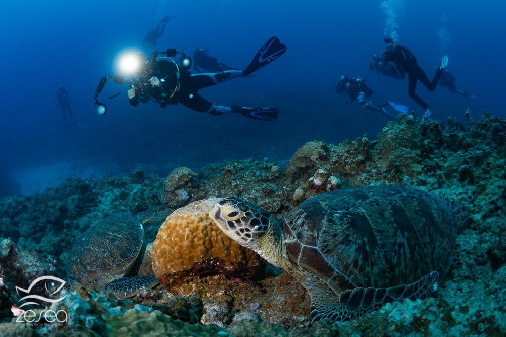 Plongée à l'île Maurice - Three anchors et ses tortues