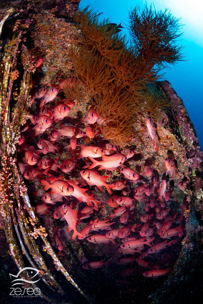 Plonger à l'île Maurice - l'épave du Stella Maru