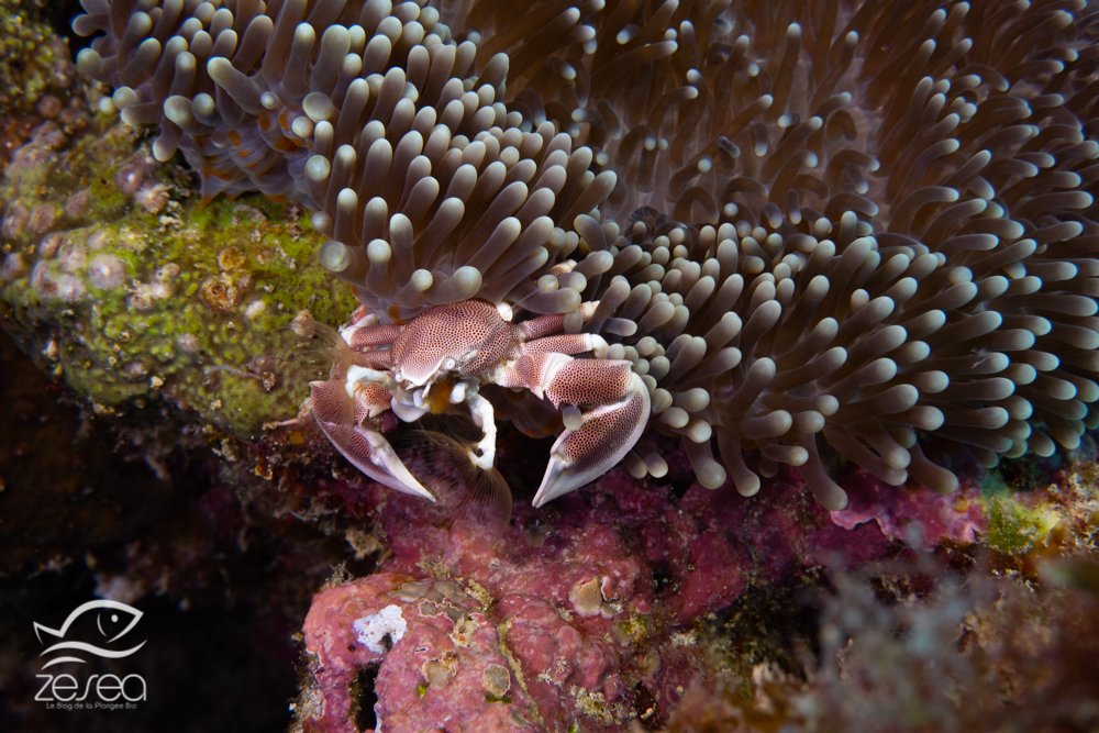 Plongée à l'île Maurice - Crabe porcelaine