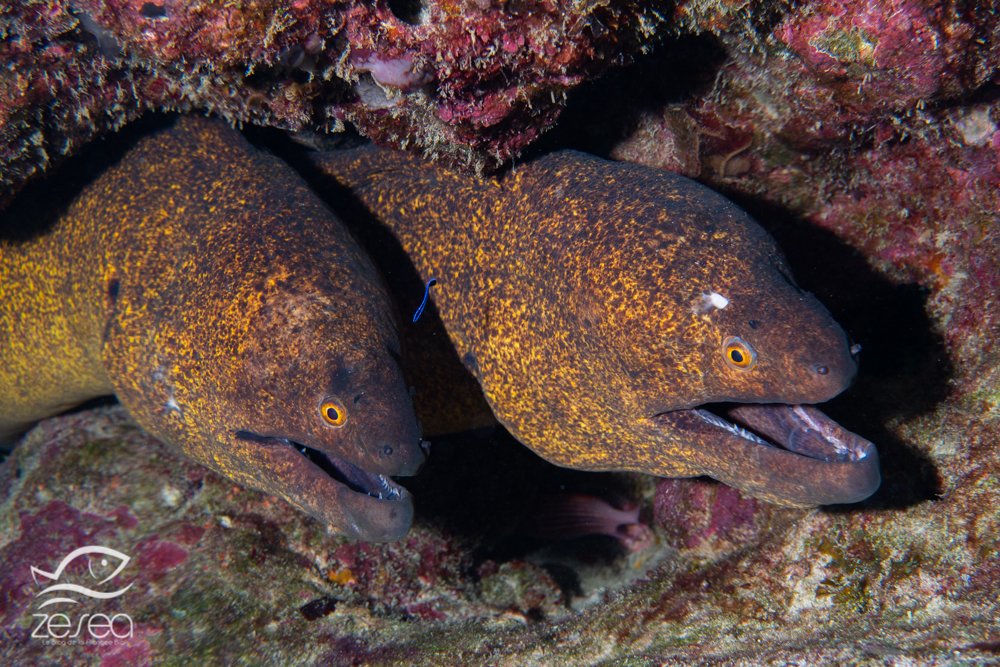 Plongée à l'île Maurice - le récif aux murènes