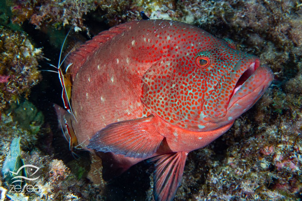 Plongée à l'île Maurice - Mérou et crevette nettoyeuse