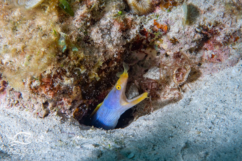 Plongée à l'île Maurice - le récif aux murènes