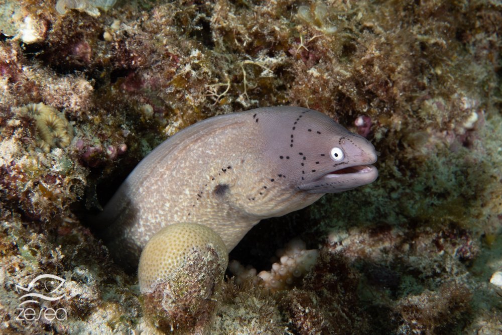 Plongée à l'île Maurice - le récif aux murènes