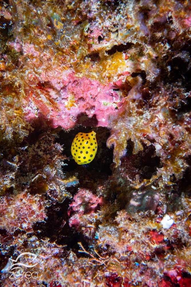 Plongée à l'île Maurice - Poisson-coffre jaune juvénile