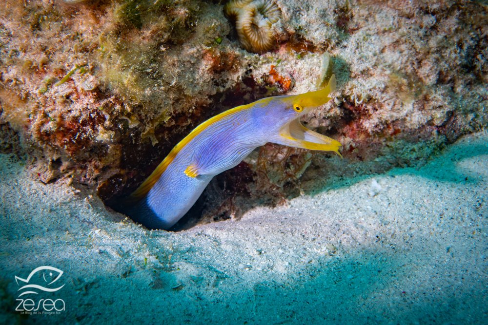 Plongée à l'île Maurice - le récif aux murènes