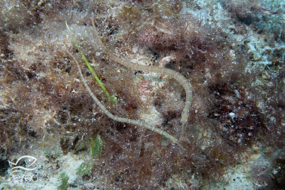 Plongée à l'île Maurice - Syngnathes