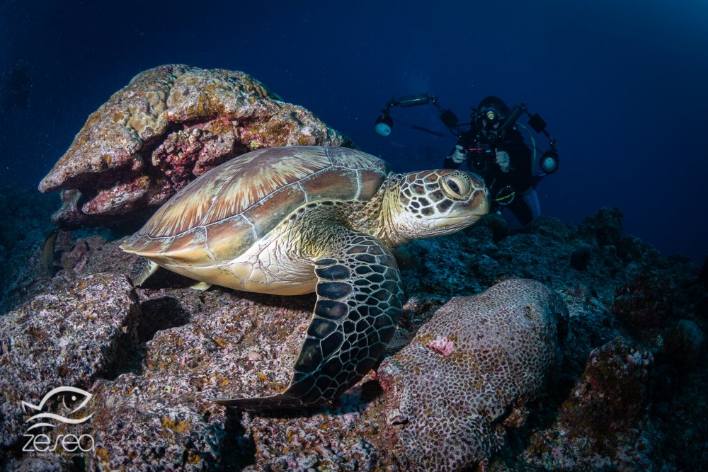 Plongée à l'île Maurice - Three anchors et ses tortues