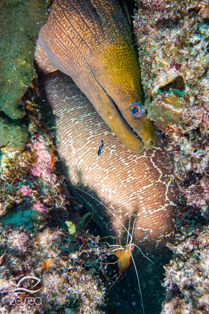 Plongée à l'île Maurice - le récif aux murènes