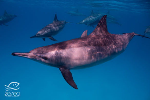 Dauphins à long bec dans le lagon de Sataya en Egypte