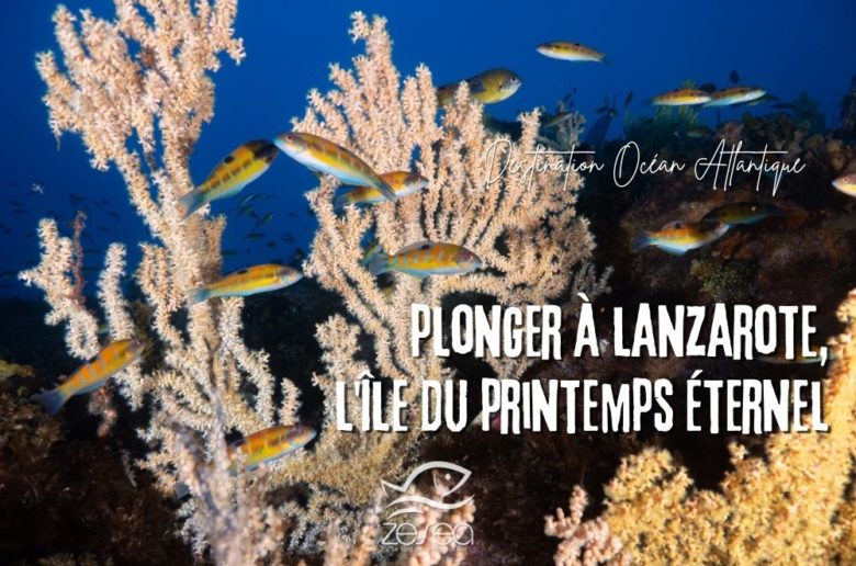 Plonger à Lanzarote, l'île du printemps eternel