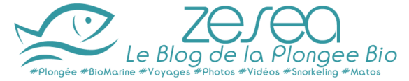 zesea-blog-plongee-bio Le Blog de la Plongée Bio