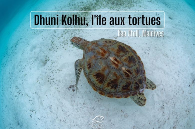 Dhuni-Kolhu-Baa-Atoll-Maldives Dhuni Kolhu, l'île aux Tortues - Atoll de Baa aux Maldives