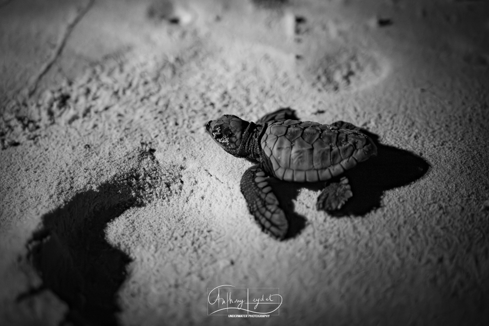 Naissance de tortues sur la plage de Dhuni Kolhu