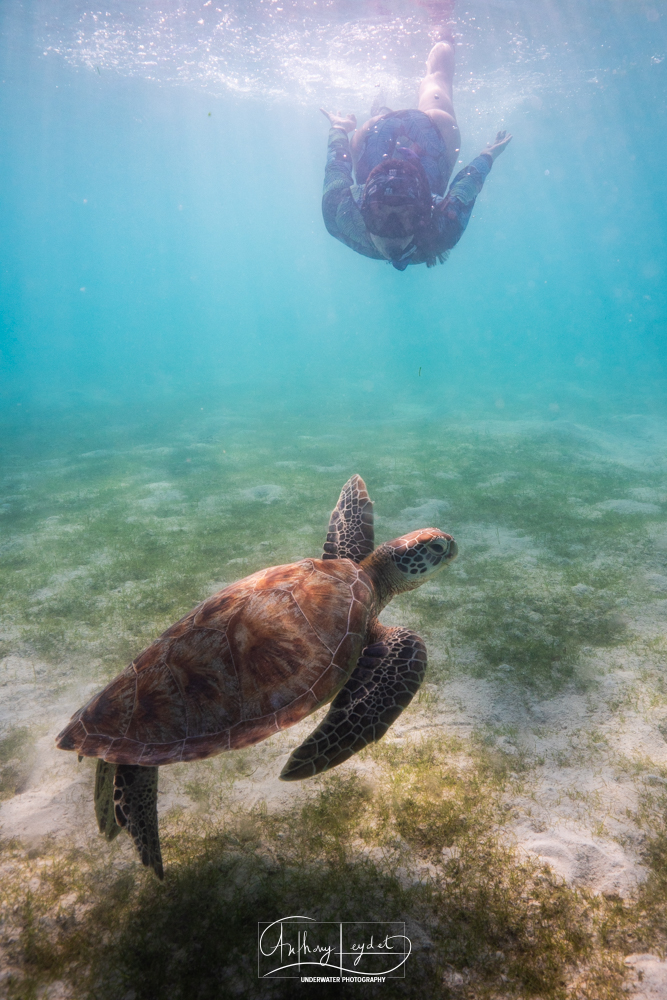 Lagon de Dhuni Kolhu où l'herbier est l'endroit privilégié pour la rencontre avec les tortues vertes.