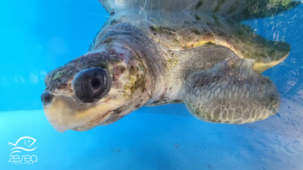Tortue olivâtre en soin dans la clinique ORP de Dhuni Kolhu