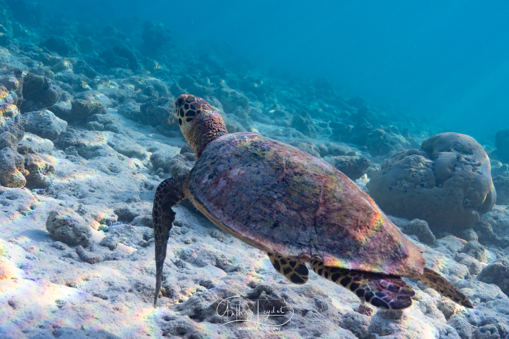 Tortue imbriquée dans le lagon de Dhuni Kolhu sur l'atoll de Baa aux Maldives