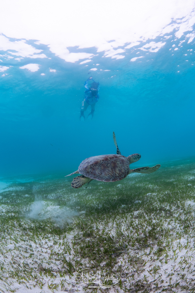 Lagon de Dhuni Kolhu où l'herbier est l'endroit privilégié pour la rencontre avec les tortues vertes.