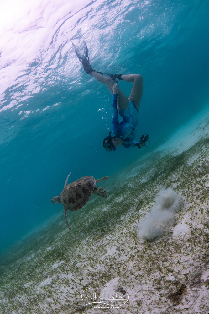 Lagon de Dhuni Kolhu où l'herbier est l'endroit privilégié pour la rencontre avec les tortues vertes.