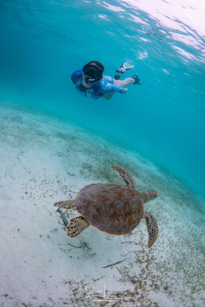 Lagon de Dhuni Kolhu où l'herbier est l'endroit privilégié pour la rencontre avec les tortues vertes.
