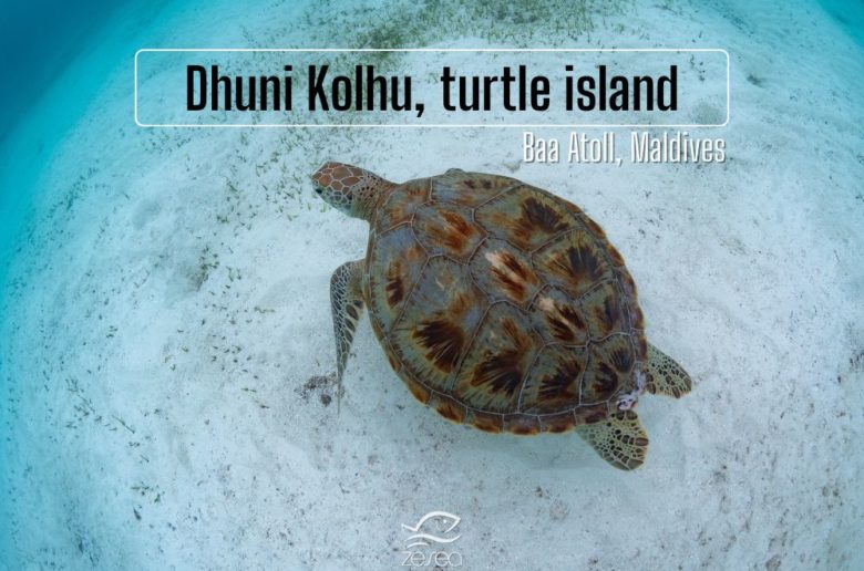 Dhuni-Kolhu-turtle-island-Baa-Atoll-Maldives Dhuni Kolhu turtle island