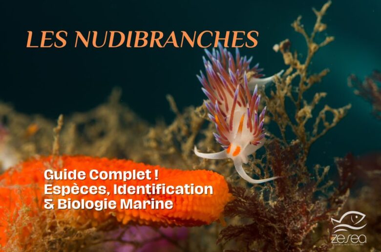 Nudibranche : guide complet – espèces, identification et biologie marine
