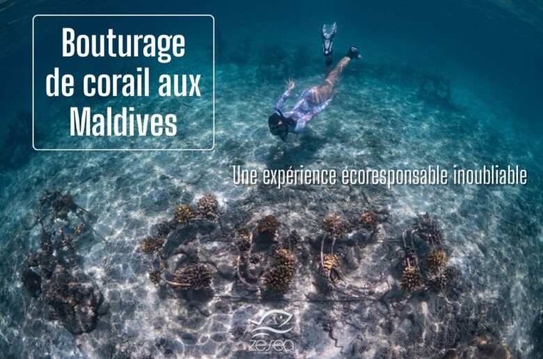 Bouturage de corail aux Maldives
