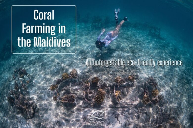 coral farming in the maldives