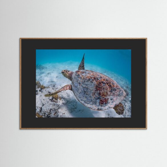 Hawksbill Turtle flying in lagoon