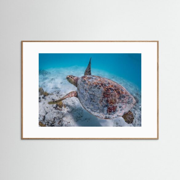 Hawksbill Turtle flying in lagoon